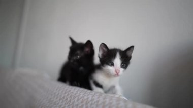 İki sevimli siyah beyaz kedi yavrusu kanepenin arkasına tırmanıp oynuyorlar ve kavga ediyorlar. Sevimli Kedi Evcil Hayvanı.