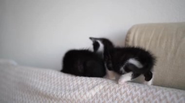 İki sevimli siyah beyaz kedi yavrusu kanepenin arkasına tırmanıp oynuyorlar ve kavga ediyorlar. Sevimli Kedi Evcil Hayvanı.