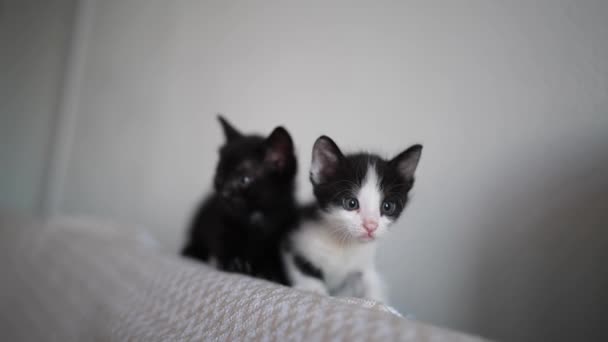 Twee Schattige Zwart Witte Kittens Klimmen Rug Van Bank Spelend — Stockvideo