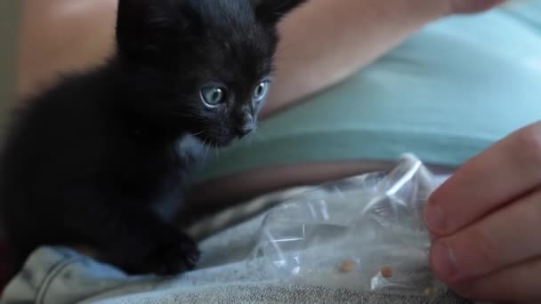 Cute Black Kitten Portrait Playing Lying Posing Camera Little Pet — 图库视频影像