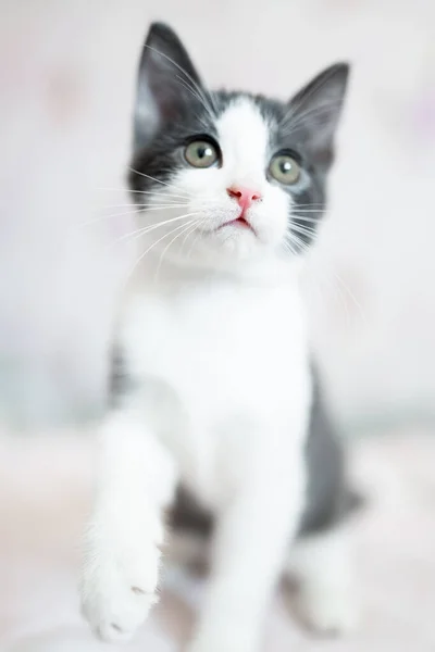 Cute little grey and white kitten sitting on sofa. Young cute little kitty at home. Cute funny home pets. Domestic animal and young kittens.