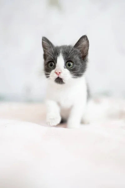 Nettes Kleines Graues Und Weißes Kätzchen Auf Dem Sofa Sitzend — Stockfoto