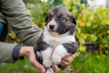 Yeşil çim arka planında, sahibinin şefkatli ellerinde şirin küçük Alman çoban köpeği yavrusu. Çiçekli küçük bir köpeğin portresi. Doğadaki ev hayvanları