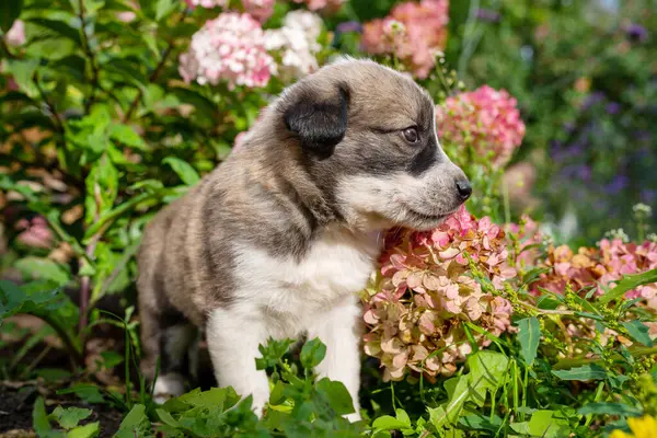 Portrait of little dog in flowers. Cute little german shepherd puppy on green grass outdoor. Home pets in nature