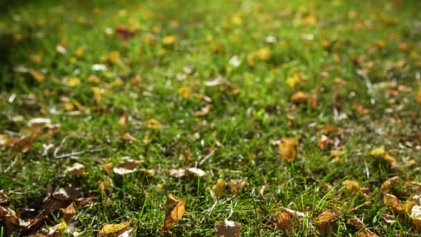 Природа Осенний Фон Солнечную Погоду Зеленой Травой Опавшие Желтые Листья — стоковое видео