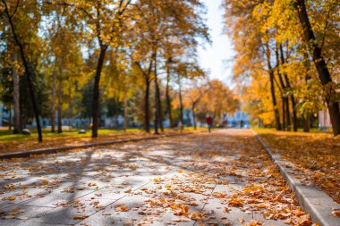 Sonbahar parkında sarı yapraklarla kaplı bir yol. Sonbahar sezonunda güzel bir park. Parkta düşen sarı yapraklı huzurlu sonbahar ağaçları.