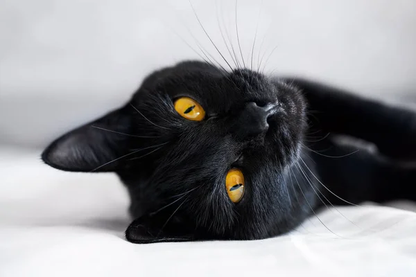 The black cat with yellow eyes lies on a sofa. Playful kitten lies on its back. Affectionate cute kitty on white bed.