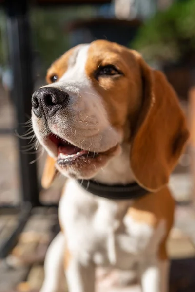 Beautiful and funny beagle puppy dog lies on the street near a cafe urban background. Cute dog portrait outdoor. Looking at camera.