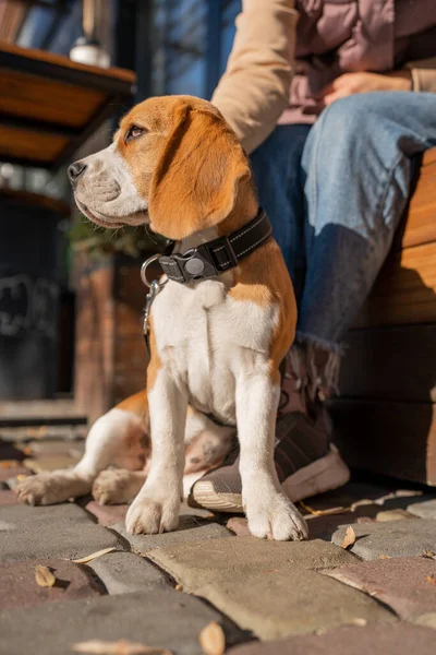 Hermoso Divertido Perro Perrito Beagle Encuentra Calle Cerca Fondo Urbano Imagen De Stock