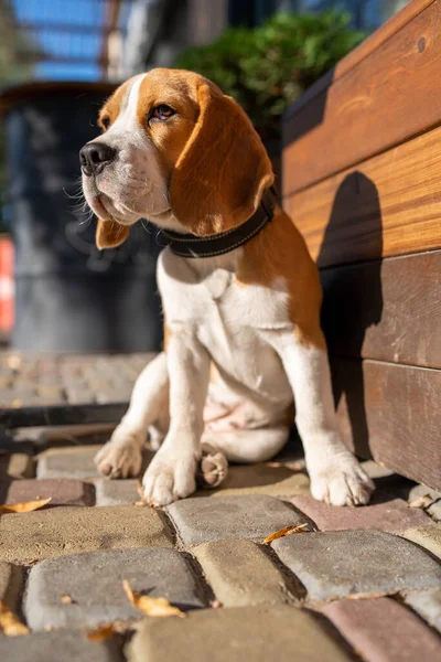 Beautiful and funny beagle puppy dog lies on the street near a cafe urban background. Cute dog portrait outdoor.
