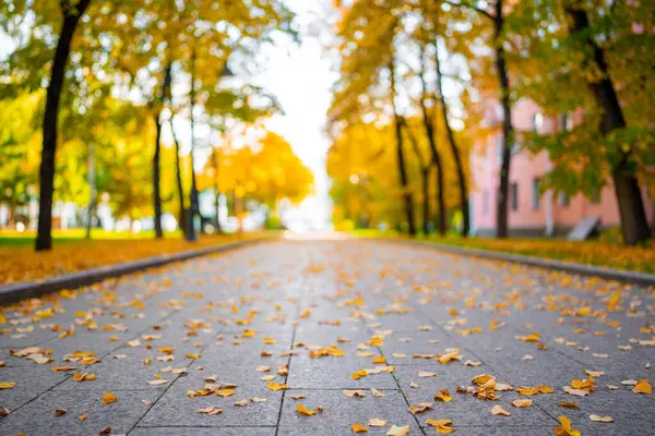 Стежка Покрита Жовтим Листям Автономному Парку Прекрасний Парк Осінній Сезон Ліцензійні Стокові Зображення