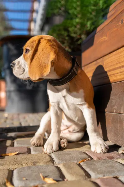 Bellissimo Divertente Cane Cucciolo Beagle Trova Sulla Strada Vicino Uno Immagine Stock