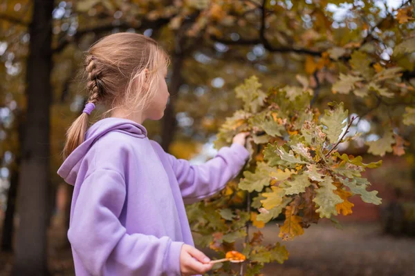 Menina Pequena Feliz Recolhe Joga Com Folhas Caídas Outono Parque Imagem De Stock
