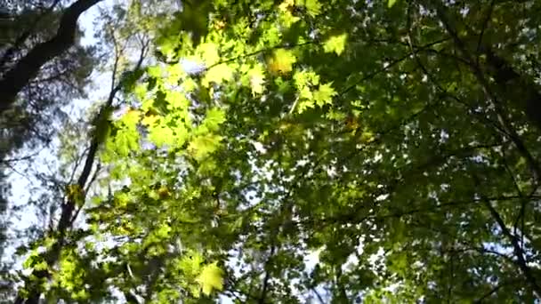 Bella Mattina Estate Nella Foresta Raggi Del Sole Sfondano Fogliame — Video Stock