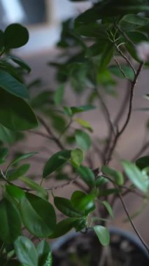 İçerideki bir bitkiden yemyeşil yaprakların odaklanmış görüntüsü, tazelik ve doğal sükunet hissi yayıyor.