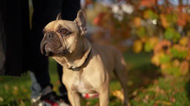 Fransız Bulldog, bir sonbahar parkının sahibinin yanında duruyor. Renkli yeşilliklerle, altın saatinde ele geçirilmiş..