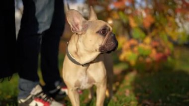 Fransız Bulldog, bir sonbahar parkının sahibinin yanında duruyor. Renkli yeşilliklerle, altın saatinde ele geçirilmiş..