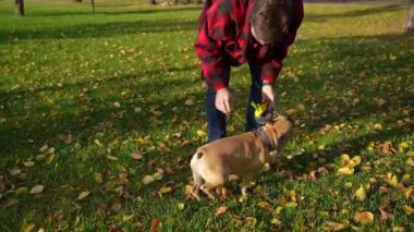 Kırmızı kareli tişörtlü bir adam bir sonbahar günü parkta bir Fransız Bulldog 'la oynuyor ve köpek eğitimine katılıyor..