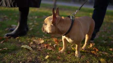 Bir Fransız Bulldog yeşil ağaçlar ve düşen yapraklarla güneşli bir parkta duruyor, açık havanın tadını çıkarıyor..
