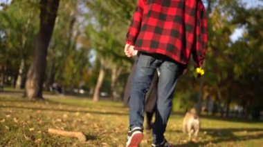 Sonbahar aylarında köpekleriyle parkta yürüyen insanların boş zamanlarının ve rahatlıklarının tadını çıkardıkları arka plan görüntüsü..