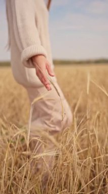 Huzurlu ve huzurlu bir an, bir kadın altın buğday tarlasında rahatça dolaşırken güzel bir şekilde yakalanır.