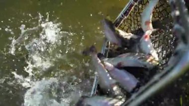 Ağ ile balık yakalamanın canlandırıcı deneyimi, berrak sudaki sıçramaları ve dinamik hareketi vurguluyor.