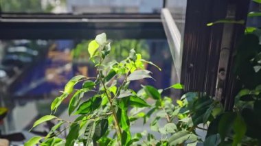 Pilates reformcusu ve Dengeli Vücut Merdiveni Fıçısı ekipmanı büyük pencerelerden gelen doğal ışıkla çağdaş bir fitness stüdyosunda..