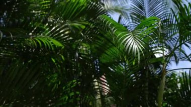 Canlı yeşil tropikal yapraklar çeşitli yaprak şekillerini ve dokularını gösterir, güzelliği ön plana çıkarır.