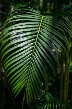 Güzel ve canlı bir tropikal palmiye yaprağı zengin yeşil renkler ve karmaşık detaylar sergiliyor.