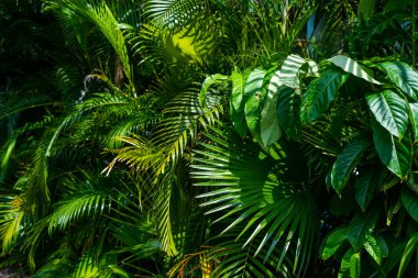 Canlı yeşil tropikal yapraklar çeşitli yaprak şekillerini ve dokularını gösterir, güzelliği ön plana çıkarır.