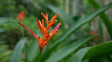 Canlı bir Heliconia çiçeğine yakın plan tropikal bir yerde, çarpıcı güzellikler sergiliyor.