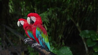 İki parlak ve canlı papağan, verimli bir tropikal arka planla çevrili bir korkulukta zarifçe tünemişlerdir.