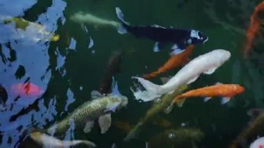 Bir grup renkli koi balığı huzur dolu ve huzurlu bir gölette zarifçe yüzüyorlar.