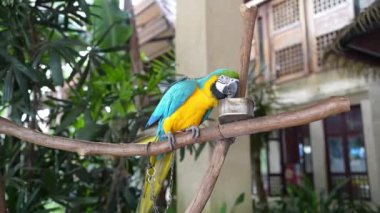 Canlı bir papağan bir dala tünemiş, canlı mavi ve sarı tüylerini tropikal bir ortamda sergiliyor..