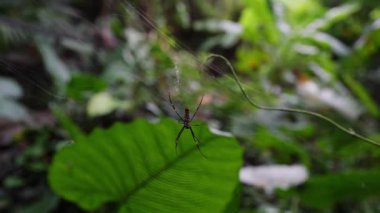 Bir örümceğin büyüleyici, detaylı bir görüntüsü var. Parlak yeşil yaprakların arasında karmaşık ağını ustalıkla örüyor.