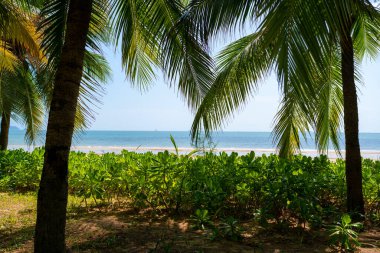 Titreyen okyanus dalgalarını çevreleyen gür palmiye ağaçları tarafından güzel çerçevelenmiş nefes kesici sahil sahnesini deneyin.