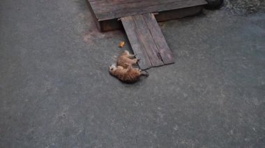 Canlı ve canlı bir sahne sergilenen mirketler yemyeşil ortamda büyüleyici çevrelerini neşeyle keşfediyorlar.