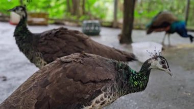 Zarif denizanaları ve çarpıcı bir tavus kuşu canlı tüylerini doğadaki yemyeşil ortamlarda sergiliyorlar.