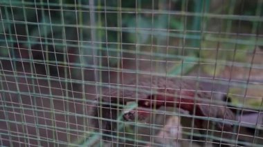 Meraklı bir sincap, canlı ve yemyeşil bir doğal ortamda, etrafındaki kabloların arasından gözetliyor.