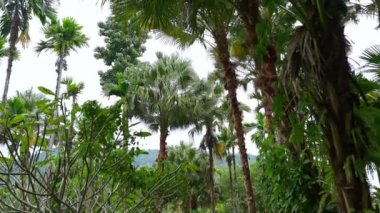 Canlı ve yemyeşil bir tropikal bahçe yumuşak sislerin arasına kurulmuş renkli orkideler sergiliyor.