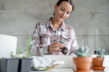 Spring Houseplant Bakım evi, saksı bitkileri. Bahar için Salon Bitkileri Uyanmak. Kadın evdeki yeni çömleğe bitki naklediyor. Bahçıvan nakli 