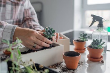 Bir insan sevgili sulu çiçeklerini yeniden saksılıyor. Kapalı alanda bahçe ve bitki bakımının zevklerini vurguluyor.