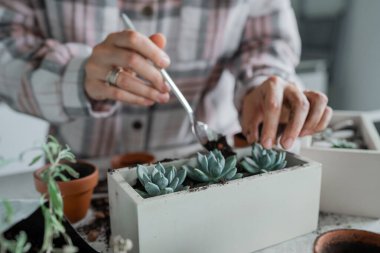 Yaratıcı bir insan şık ve modern bir beton ekicinin içinde göz kamaştırıcı ve güzel suları titizlikle düzenler.