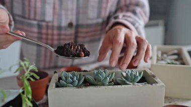 Bir insan sevgili sulu çiçeklerini yeniden saksılıyor. Kapalı alanda bahçe ve bitki bakımının zevklerini vurguluyor.