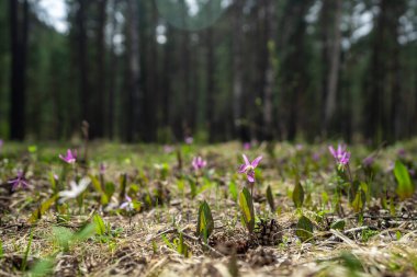İlk bahar çiçekleri mor kardelenler açar. Kayalık Baykal Gölü 'nde eriyen karlar arasında bir sürü çiçek açan kızılcık çiçekleri. Sibirya inanılmaz doğal manzara