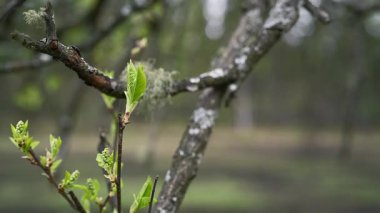 Ağaç dallarında yeni yeşil yapraklar beliriyor. İlkbaharın güzelliklerini gözler önüne seriyor.