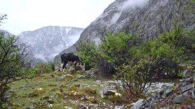 Yumuşak sisli, yemyeşil bir dağ manzarası ve doğal güzelliklerde dinlenen huzurlu bir hayvan.