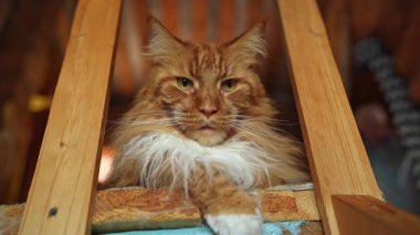 Güzel bir Maine Rakunu kedisi kırsal ahşap dekorla çevrili rahat bir alanda dinleniyor.