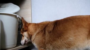 A curious corgi is joyfully investigating various items on a kitchen shelf, showcasing its inherently playful nature