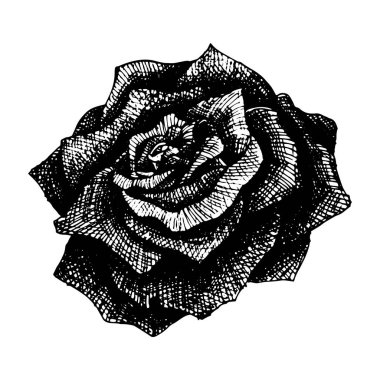 Dövme için vektör gül, siyah ve beyaz şeklinde el çizimi çiçek. Grafik sanatları.